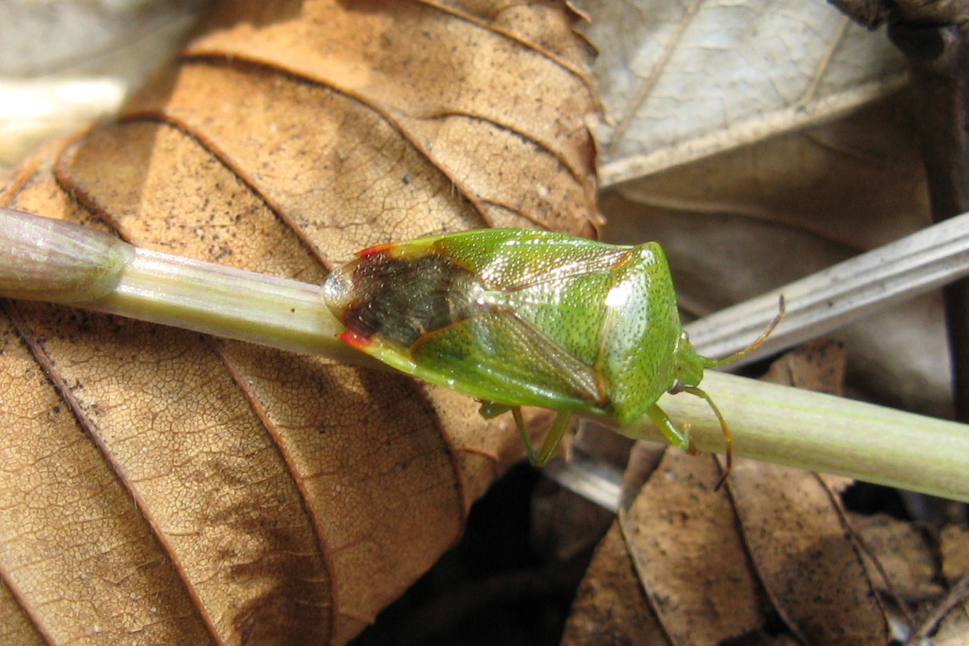 Heteroptera del 